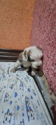 Продаются Щенки алабай