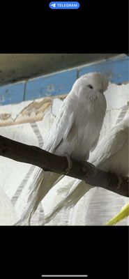 Продаетса чистокровные андулка