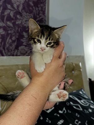 отдам котят