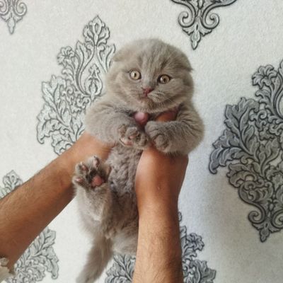 Scottish fold 3 oyli jinsi oʻgʻil rangi lilovy sogʻligi alo toza qon