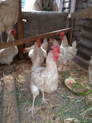 Продаются куры!!