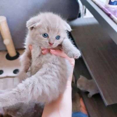 Котёнка шотландской породы фолд девочка