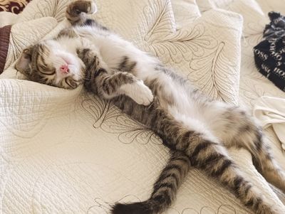 Котенок в добрые руки БЕСПЛАТНО!