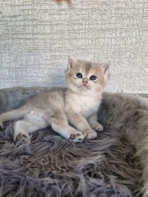 Британский котенок золотая шиншила ау11