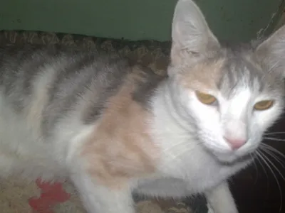 Красивая кошечка кира в добрые руки, 1 год.