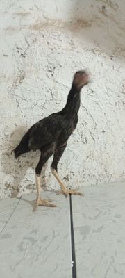 Toza makiyonchala sotiladi