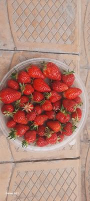Kinsberry mevasi bor 5-10kg kun ora