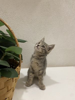 Продаем домашних котят,вакцинированые в надёжные, любищие руки