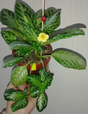 продаются эписции