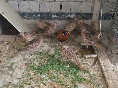 Fazanlar sotiladi 350 mingdan kami bor
