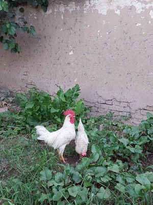 Продам породистого петуха для разведения