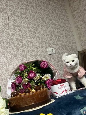 Mushuk yoʻqolgan korganla iltimos xavar berila Topganga suyunchisi bor