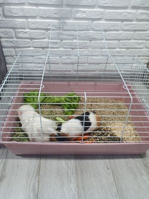Продаются 2 морские свинки + клетка
