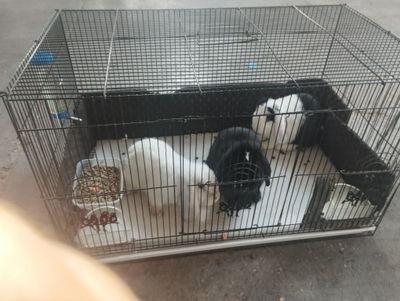 Quyon Karlikovoya toza ozada quyonlar