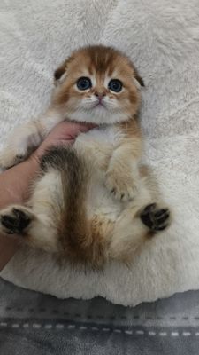 Элитный котёнок скоттиш фолд от элитных родителей