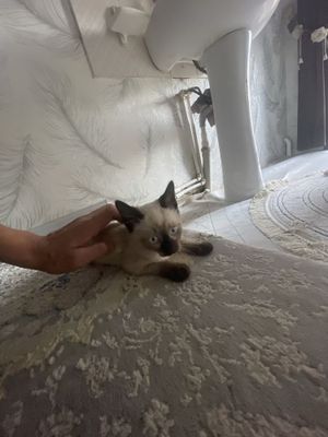Сиамская кошка 1 дона