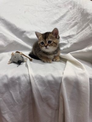 Продаются котята скоттиш фолд скоттиш страйт