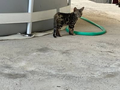 бенгал боласи соглом сотилади
