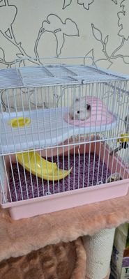 Продам хомяка самец 5мес