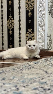 Она бола Мушук сотилади