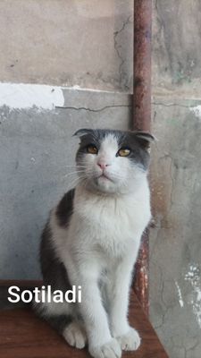 Mushuk nomi Scotti fold