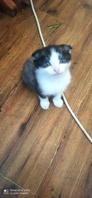 Scottish fold sotiladi