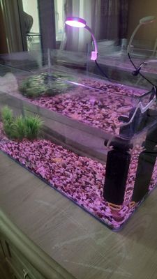 Akvarium sotiladi hamma narsasi ichida