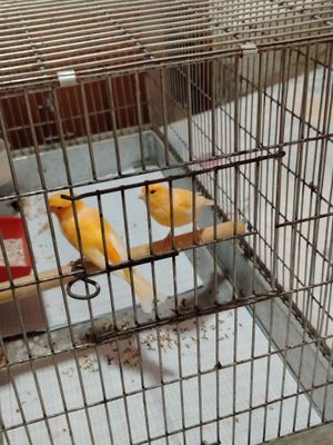 Продаётся пара Канарейка шмель