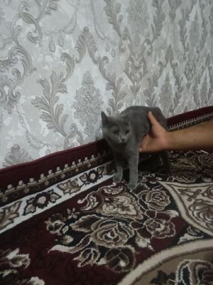 Mushukni sotaman