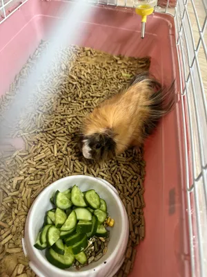 Морская свинка