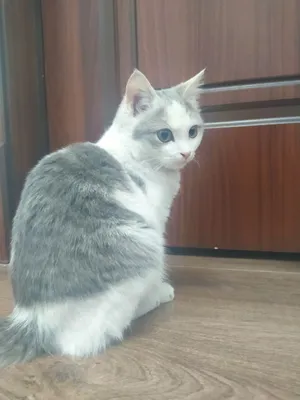 Полу британская кошка доставкабесплатно поташкенту