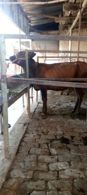 Ona bola sigir sotiladi