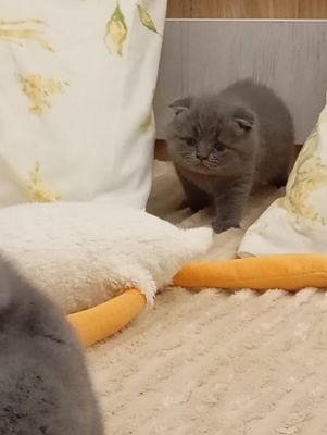 Очарование в пушистой упаковке!