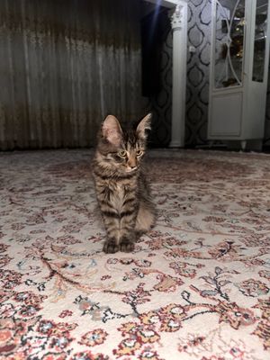 Кошка 5 месяц девочка