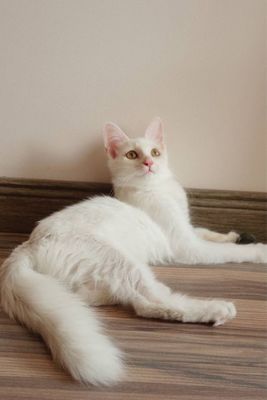Кошечка Турецкая ангора