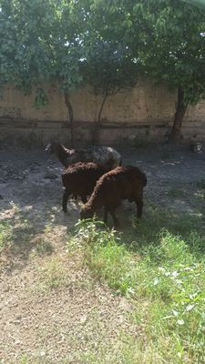 Она бола дурага ку́й сотилади