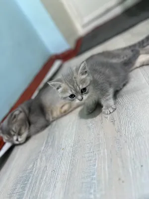 Продаю котят скоттиш страйт