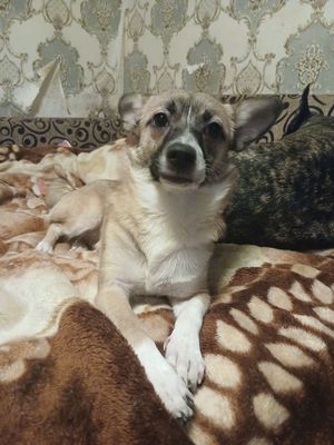 Собачка  в добрые руки