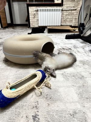 Кошечка 4 месяца Ириска