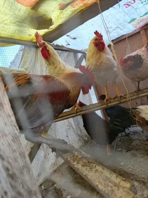 Домашние курицы.