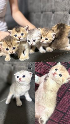 Продаются шотландские котята!