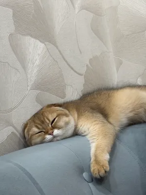 Кошка золотая шиншила