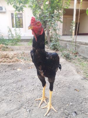 Kulangi dakan sotiladi.