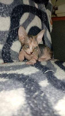 Котята бамбино сфинкс