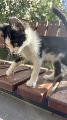 Малышарик в тёплые руки, которые любят мурчание