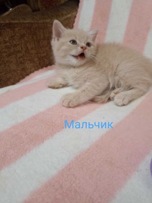 , Продаются породистые котята