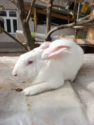 Hikol para 6 oydan owkan tayyor quyonla