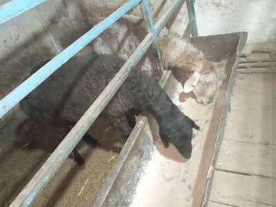 Qurbon hayit bayramiga qòylar