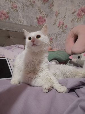 Отдам даром две хороших кошечек