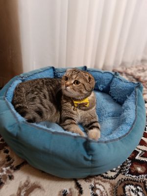 Продажа кошка скотиш фолд